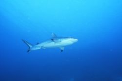My first shark! Not sure what type. NIK V. Sudan 2006. by Howard Gilmour 